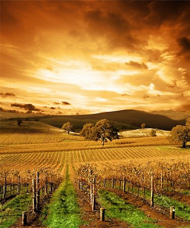 Autumn Sunset over vineyard Stock Photo - Budget Royalty-Free & Subscription, Code: 400-04028246