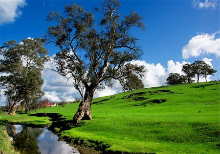 A rural South Australian landscape Stock Photo - Budget Royalty-Free & Subscription, Code: 400-04028242