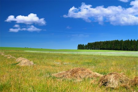 simsearch:400-03991406,k - rural landscape, focus set on the tree line Stock Photo - Budget Royalty-Free & Subscription, Code: 400-04028419