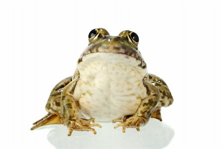 The marsh frog closely looking at the photographer. Stock Photo - Budget Royalty-Free & Subscription, Code: 400-04028543