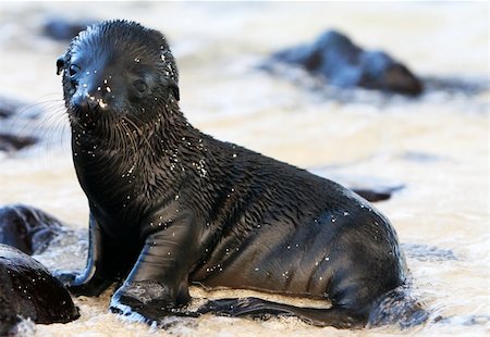simsearch:400-04533218,k - This adorable Baby Sea Lion is playing on the shore of Santa Fe island in the Galapagos islands Stock Photo - Budget Royalty-Free & Subscription, Code: 400-04028579