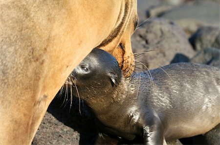 simsearch:400-04533218,k - A baby Sea Lion nurses from his mother Stock Photo - Budget Royalty-Free & Subscription, Code: 400-04028584