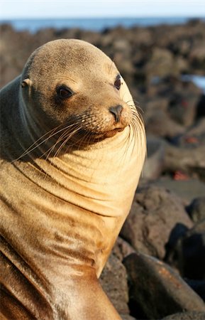 simsearch:400-04533218,k - Sea Lion on the Volcanic Rocks of the Galapagos Islands Stock Photo - Budget Royalty-Free & Subscription, Code: 400-04028580
