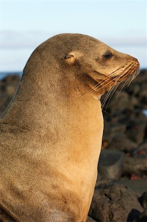 simsearch:400-04533218,k - A beautiful Sea Lion watching the shoreline Stock Photo - Budget Royalty-Free & Subscription, Code: 400-04028581