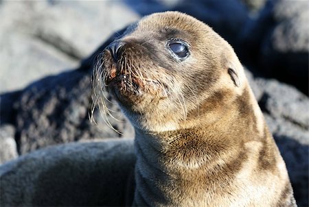 simsearch:400-04533218,k - A young sea lion on the rocky beach of the Galapagos Islands Stock Photo - Budget Royalty-Free & Subscription, Code: 400-04028582