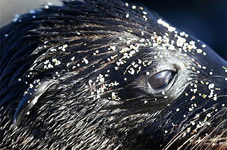 simsearch:400-04533218,k - Extreme Close Up of a Sea Lions Head Stock Photo - Budget Royalty-Free & Subscription, Code: 400-04028583