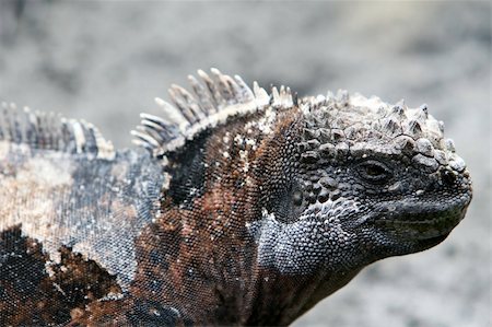 simsearch:400-05698814,k - Close Up Marine Iguana showing great detail in the face and skin of the animal Photographie de stock - Aubaine LD & Abonnement, Code: 400-04028594