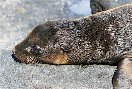 simsearch:700-00164988,k - A young Sea Lion rests on the rocky shoreline of the Galapagos Islands Stock Photo - Budget Royalty-Free & Subscription, Code: 400-04028592