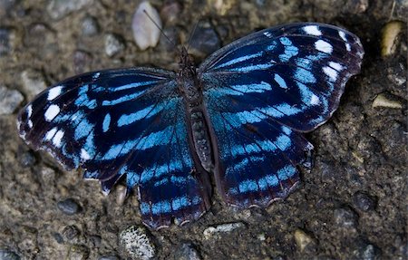 simsearch:400-04259527,k - Royal Blue Butterfly, Myscelia Ethusa, Intense Vibrant Colors Stock Photo - Budget Royalty-Free & Subscription, Code: 400-04029133