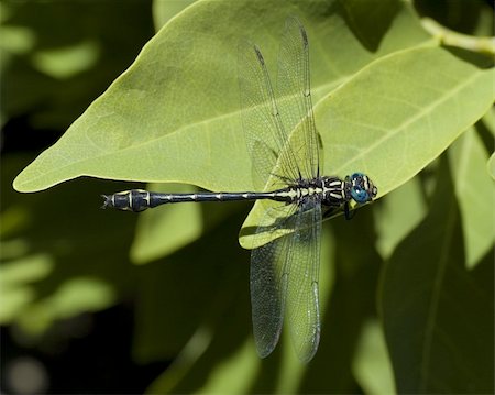 a yellow and black dragonfly with blue eyes, resting on a leaf Stock Photo - Budget Royalty-Free & Subscription, Code: 400-04029229