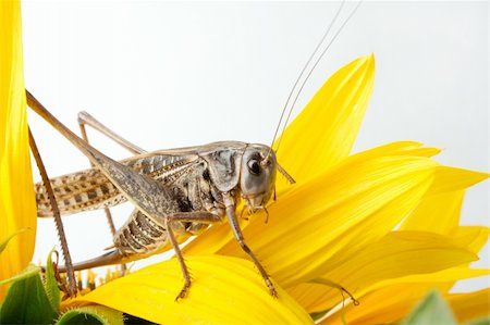 simsearch:400-04698964,k - Photographing of a large locust in studio conditions Photographie de stock - Aubaine LD & Abonnement, Code: 400-04029296