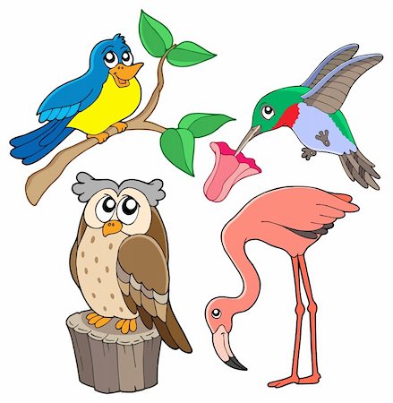 Various birds collection 02 - vector illustration. Stock Photo - Budget Royalty-Free & Subscription, Code: 400-04029554
