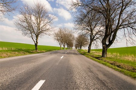 simsearch:400-04436530,k - Road with tree alley in countryside with blue sky with clouds Stock Photo - Budget Royalty-Free & Subscription, Code: 400-04020001