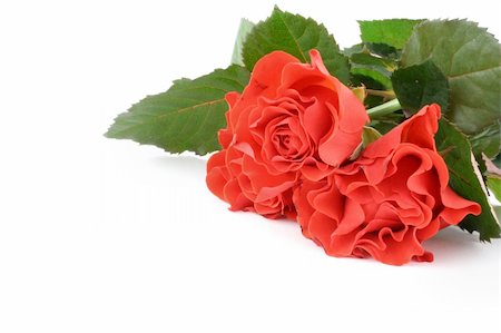 simsearch:400-06141323,k - three beautiful red roses on white Foto de stock - Super Valor sin royalties y Suscripción, Código: 400-04020293