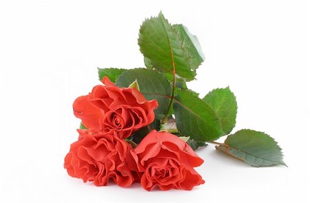 simsearch:400-06141323,k - three beautiful red roses on white Foto de stock - Super Valor sin royalties y Suscripción, Código: 400-04020304