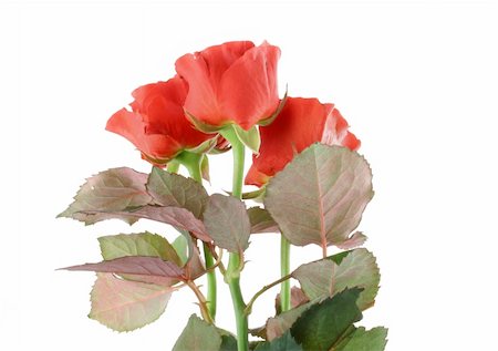 simsearch:400-06141323,k - three beautiful red roses on white Foto de stock - Super Valor sin royalties y Suscripción, Código: 400-04020305