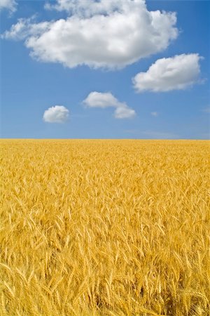simsearch:400-04794343,k - ripe wheat field and cloudy blue sky Stock Photo - Budget Royalty-Free & Subscription, Code: 400-04021962