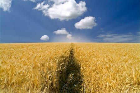 simsearch:400-04794343,k - ripe wheat field and cloudy blue sky Stock Photo - Budget Royalty-Free & Subscription, Code: 400-04021963
