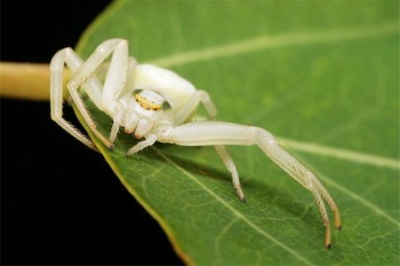 The white spider who has stretched leg on a leaf Stock Photo - Budget Royalty-Free & Subscription, Code: 400-04022278