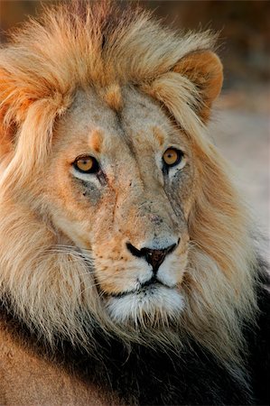 simsearch:400-04727848,k - Portrait of a big male African lion (Panthera leo), Kalahari desert, South Africa Stock Photo - Budget Royalty-Free & Subscription, Code: 400-04023586