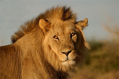 simsearch:400-04727848,k - Portrait of a big male African lion (Panthera leo), Kalahari desert, South Africa Stock Photo - Budget Royalty-Free & Subscription, Code: 400-04023587