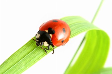 simsearch:400-04920020,k - red ladybug on green grass isolated Foto de stock - Super Valor sin royalties y Suscripción, Código: 400-04023947