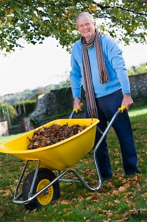 Senior man collecting autumn leaves in wheelbarrow Stock Photo - Budget Royalty-Free & Subscription, Code: 400-04035099