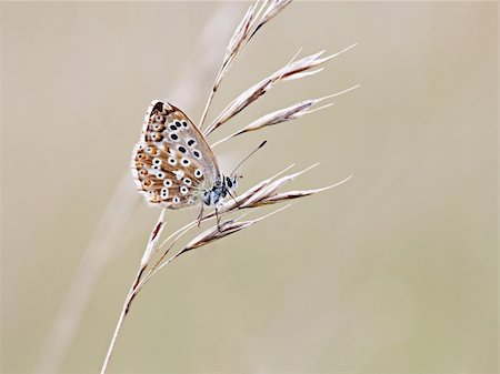 simsearch:400-06912266,k - A photography of a beautiful little butterfly Stock Photo - Budget Royalty-Free & Subscription, Code: 400-04035569
