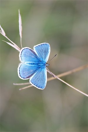 simsearch:400-04259527,k - A photography of a beautiful little butterfly Stock Photo - Budget Royalty-Free & Subscription, Code: 400-04035570