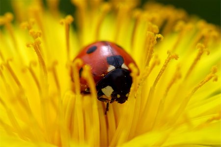 simsearch:400-04920020,k - red colorful ladybug on yellow dandelion Foto de stock - Super Valor sin royalties y Suscripción, Código: 400-04036718