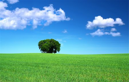 simsearch:400-03991406,k - green grass field and a bunch of trees, cumulus clouds above Stock Photo - Budget Royalty-Free & Subscription, Code: 400-04037399