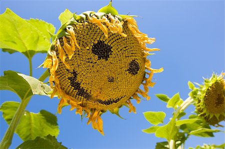 simsearch:400-04996406,k - Smiling sunflower. Sunflower is smiling on the filed. Stock Photo - Budget Royalty-Free & Subscription, Code: 400-04039120