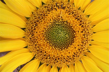 simsearch:400-05671297,k - Beautiful yellow sunflower close up. Horizontal background. Stock Photo - Budget Royalty-Free & Subscription, Code: 400-04030292