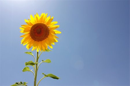 simsearch:400-05671297,k - Single sunflower. Sunny sky on background. Stock Photo - Budget Royalty-Free & Subscription, Code: 400-04030306