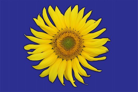 simsearch:400-05671297,k - Single sunflower isolated on purple background. Including clipping path. Background color easily changable. Stock Photo - Budget Royalty-Free & Subscription, Code: 400-04030307