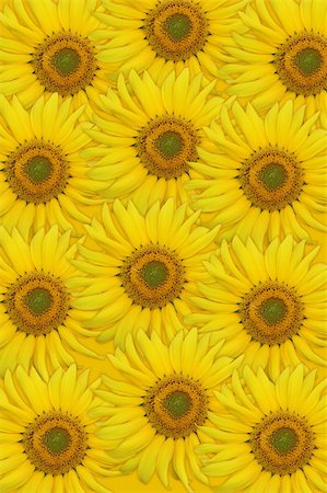 simsearch:400-05671297,k - Yellow sunflowers closeup. High resolution background. Stock Photo - Budget Royalty-Free & Subscription, Code: 400-04030308