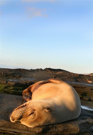 simsearch:400-04533218,k - A beautiful female sea lion resting under the warm afternoon sun Stock Photo - Budget Royalty-Free & Subscription, Code: 400-04032049