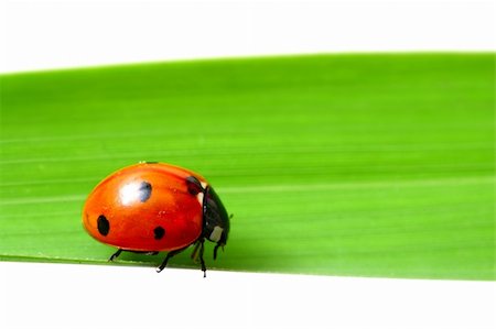 simsearch:400-04920020,k - ladybug on grass isolated on white Foto de stock - Super Valor sin royalties y Suscripción, Código: 400-04032712