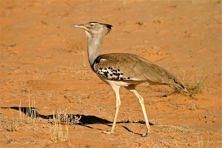 Kori bustard (Ardeotis kori) - largest flying bird in the world, Kalahari desert, South Africa Stock Photo - Budget Royalty-Free & Subscription, Code: 400-04033155