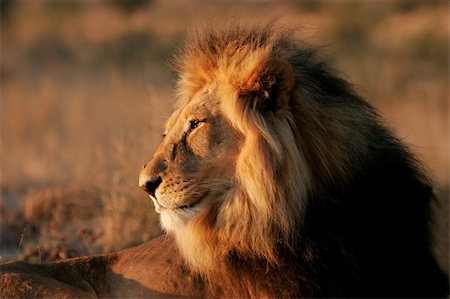 simsearch:400-04727848,k - Portrait of a big male African lion (Panthera leo), Kalahari desert, South Africa Stock Photo - Budget Royalty-Free & Subscription, Code: 400-04033151
