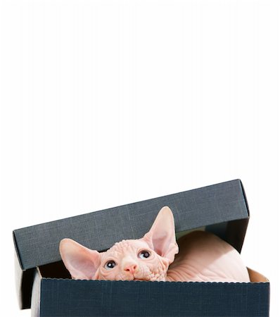 egyptian sphynx cat - Cute adorable sphinx kitten in a playful mode Stock Photo - Budget Royalty-Free & Subscription, Code: 400-04046722
