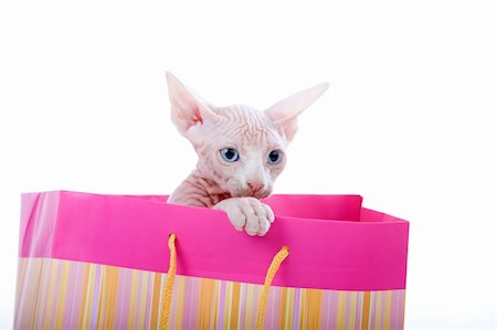 egyptian sphynx cat - Cute adorable sphinx kitten in a playful mode Stock Photo - Budget Royalty-Free & Subscription, Code: 400-04046723