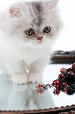 simsearch:400-05701368,k - Young cute Kitten and mirror with jewellery Stock Photo - Budget Royalty-Free & Subscription, Code: 400-04047591