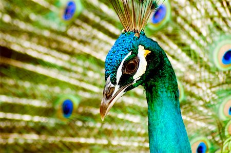 simsearch:400-05725990,k - A beautiful peacock with colorful feathers Stock Photo - Budget Royalty-Free & Subscription, Code: 400-04048849