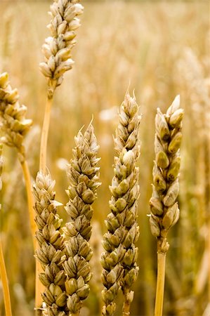 simsearch:400-05311898,k - golden grain ready for harvest Stock Photo - Budget Royalty-Free & Subscription, Code: 400-04049387