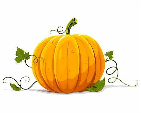 pumpkin leaf vector - vector pumpkin vegetable fruit isolated on white background Stock Photo - Budget Royalty-Free & Subscription, Code: 400-04042429