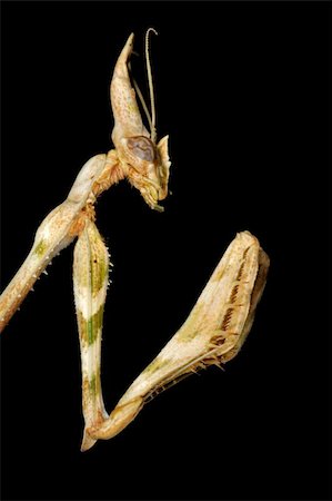simsearch:400-04698964,k - Close-up portrait of a cone-headed mantid on black, southern Africa Photographie de stock - Aubaine LD & Abonnement, Code: 400-04042529