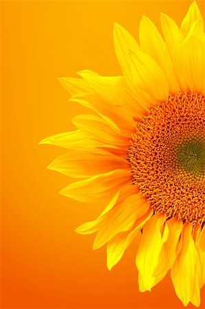 simsearch:400-05671297,k - Happy Bright Yellow Sunflower Stock Photo - Budget Royalty-Free & Subscription, Code: 400-04043897