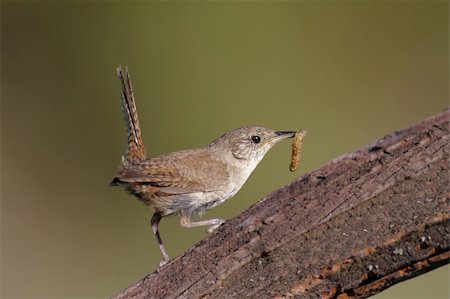 House Wren (troglodytes aedon) on a perch with a worm Stock Photo - Budget Royalty-Free & Subscription, Code: 400-04055296