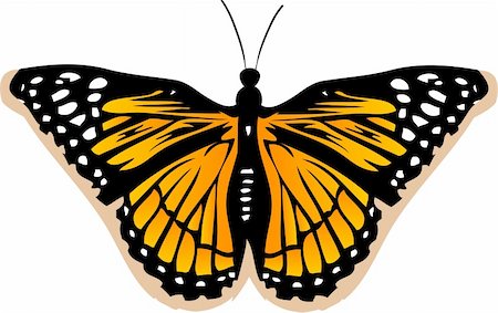 simsearch:400-05706564,k - Butterfly vector Stock Photo - Budget Royalty-Free & Subscription, Code: 400-04056215
